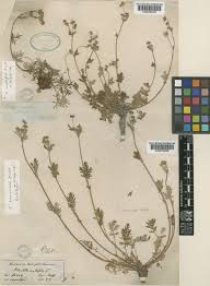 Potentilla multifida L. | Plants of the World Online | Kew Science