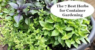 the 7 best herbs for container gardening
