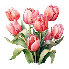 watercolor tulips beautiful bouquet