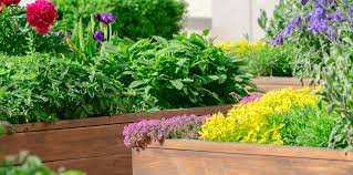plant combo designs for raised beds