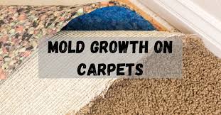 mold growth on carpets shamrock