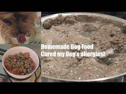homemade dog food recipe cured my dog