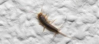 get rid of silverfish in drains pro