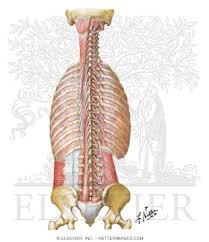 In this section, learn more about the anatomy of the muscles of the neck. Muscles Of Back Deep Layers Transversospinal Interspinal Intertransverse And Suboccipital Muscles Deep Muscles Posterior Neck And