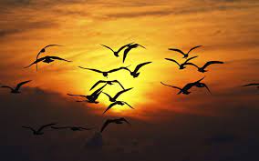 birds sunset wings fly red sky hd