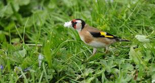 Sachez que la nourriture est le meilleur moyen d'attirer un oiseau. 30 31mai Comptage National Des Oiseaux Des Jardins Actualites Lpo