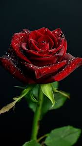beautiful red rose flower beautiful