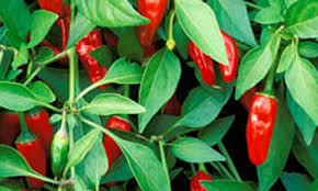 Growing Super Hot Chilies: 7 Simple Steps