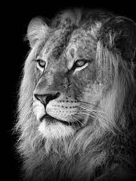 black white lion photography prints