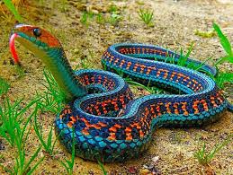 california red sided garter snake
