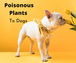 Australian Plants That Are Poisonous To
