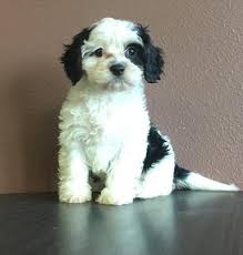Ellie is a 10 year old spayed female cavachon with no known medical issues. Cavachon Puppy For Sale Adoption Rescue For Sale In Knoxville Iowa Classified Americanlisted Com