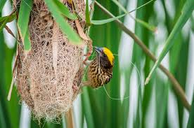 Types Of Bird Nests