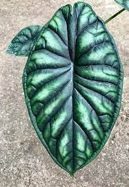 Because of the uncanny similarities between the two plants, many people confuse the two as one. Alocasia Baginda Dragon Scale Claessen Orchids