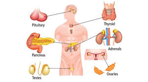 Image result for endocrine system
