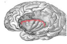 insula impact per brain area