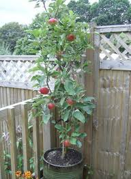 Grow An Apple Tree In A Container