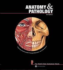 Pdf Pdf Download Anatomy And Pathology The World S Best