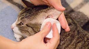 how to clean a cat s ears you