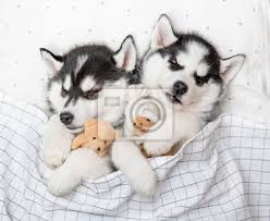 two siberian husky puppies sleep