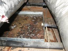 mold in your air conditioner s drip pan
