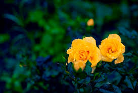 natural background yellow rose bushes