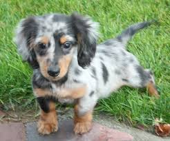 And if a domestic longhair also has a neck ruff, it will make his head look even. Longdox Dog Pictures Dachshund Breed Dog Pictures Dachshund Dog