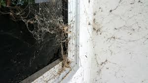 how to easily get rid of spider webs