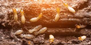 Keep Your Tampa Home Safe from Termites | Nvirotect Pest Control