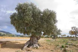 Bildergebnis für olivenbäume