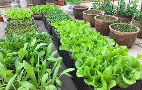 growing indoor herbal garden how and