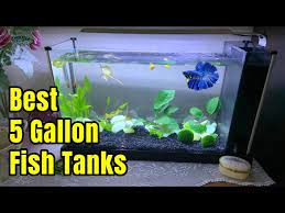 best 5 gallon fish tanks setup ideas