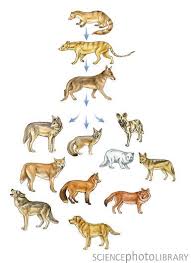 Canine Evolutionary Tree Darwin Was Wrong About Dogs He