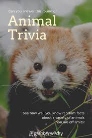 Weird, unusual and extraordinary facts about animals that will amaze you! Animal Trivia Animal Trivia Quiz Animal Quizzes Animal Quiz Animal Facts Animal Questions For Kids Animal Qu Animal Quiz Trivia Questions For Kids Trivia