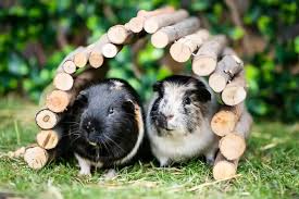 a guide to guinea pig housing guinea