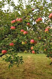 Apple Trees Growing Fruit Trees