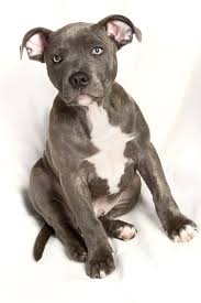 The staffordshire bull terrier does everything full throttle: Blue Stafford Shire Bull Terrier Puppy Staffordshire Bull Terrier Puppies Bull Terrier Puppy Puppies