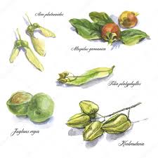 Картинки по запросу ботанические зарисовки