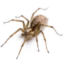 The 5 Most Common House Spiders In Washington Colonial