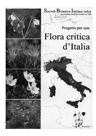 (PDF) Il genere Festuca e i generi affini per la Flora Critica dell'Italia ...