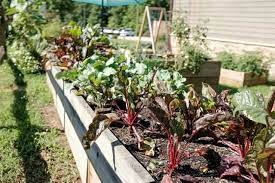The Best Vegetables For A Raised Bed