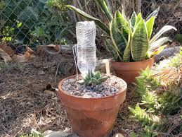 diy water bottle drip watering system