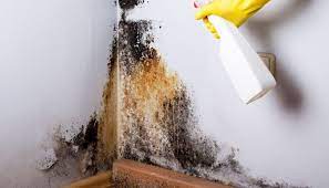 Mold On Walls 2022 Tips For Removal
