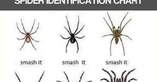 Texas Spider Identification Chart Brown Spider