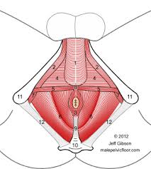 male pelvic floor advanced mage and