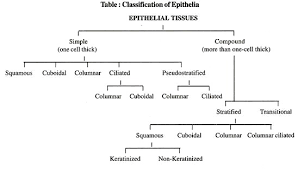 Essay On Epithelial Tissue Characteristics And Types