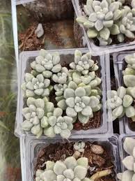 Oxygen Plant Indoor Plants Graptosedum
