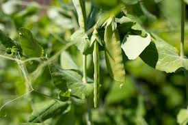how to grow and care for peas