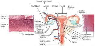 The Female Reproductive System Boundless Anatomy And