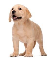 Do You Have A Labrador Here Is How To Feed Him In A Healthy